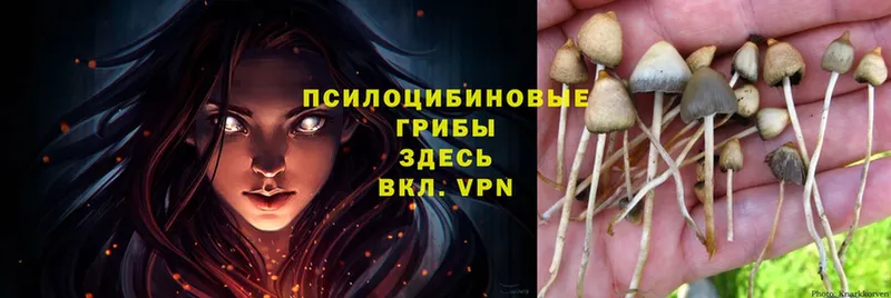 гидра рабочий сайт  Котельники  Псилоцибиновые грибы Psilocybe 