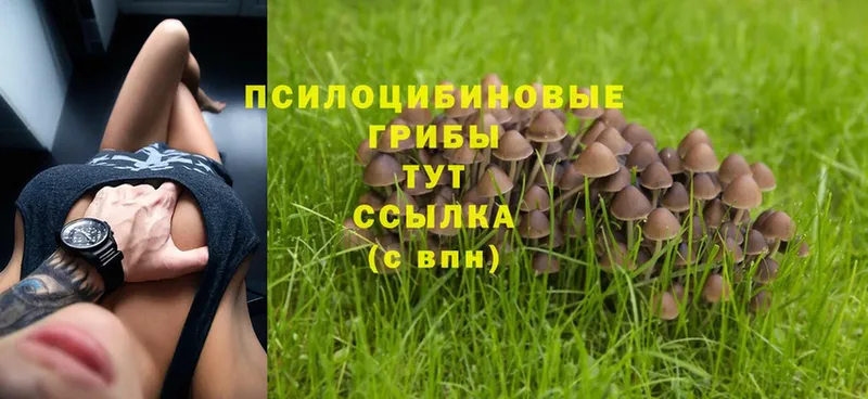 Псилоцибиновые грибы MAGIC MUSHROOMS Котельники